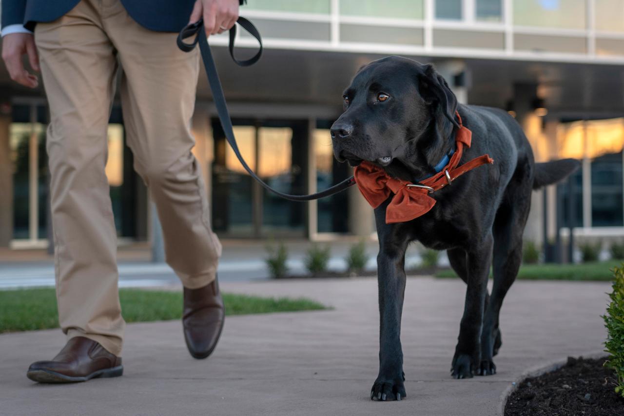 페퍼스 실로 론세스턴 호텔 론서스턴 외부 사진 A service dog